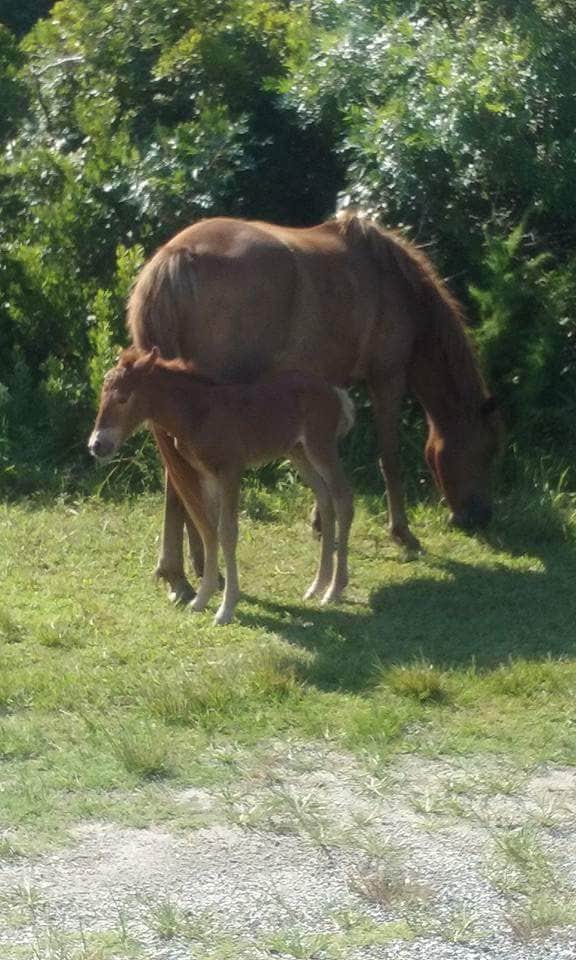 Camper submitted image from Bayside Assateague Campground — Assateague Island National Seashore - 3