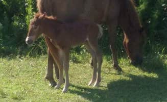 Cassandra A.'s photo of camping with a horse at Bayside Assateague Campground — Assateague Island National Seashore near Seaford, DE