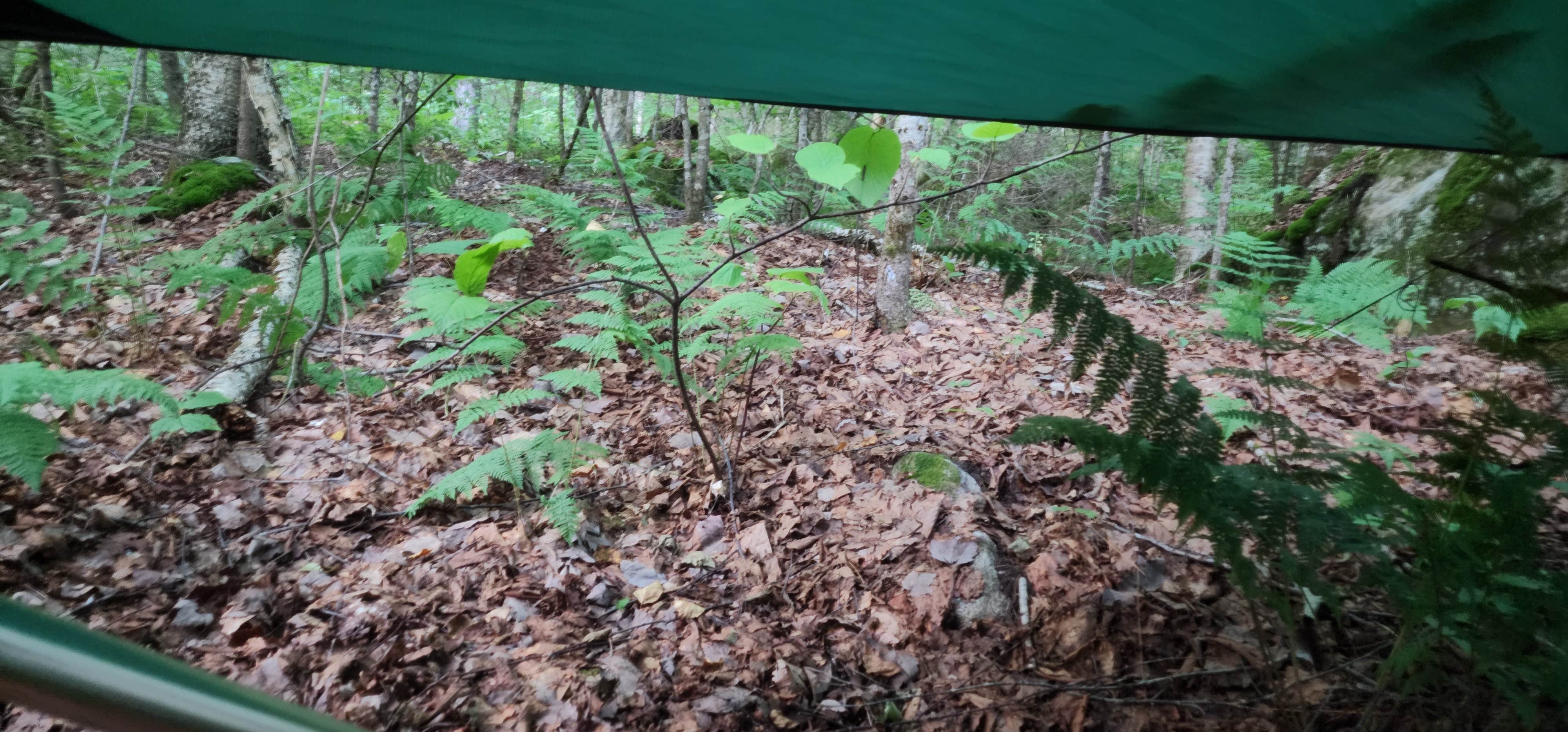 Miccal  M.'s photo at Maidstone State Park — Maidstone State Forest near Lyndonville, VT