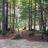 Review photo of Maidstone State Park — Maidstone State Forest by Miccal  M., July 29, 2024