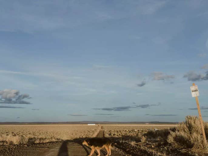 The Dyrt's photo of camping with pets at High Desert Outback near Summer Lake, OR