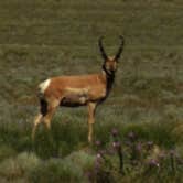 Review photo of Crestone Needle Trail by Mark P., July 30, 2024