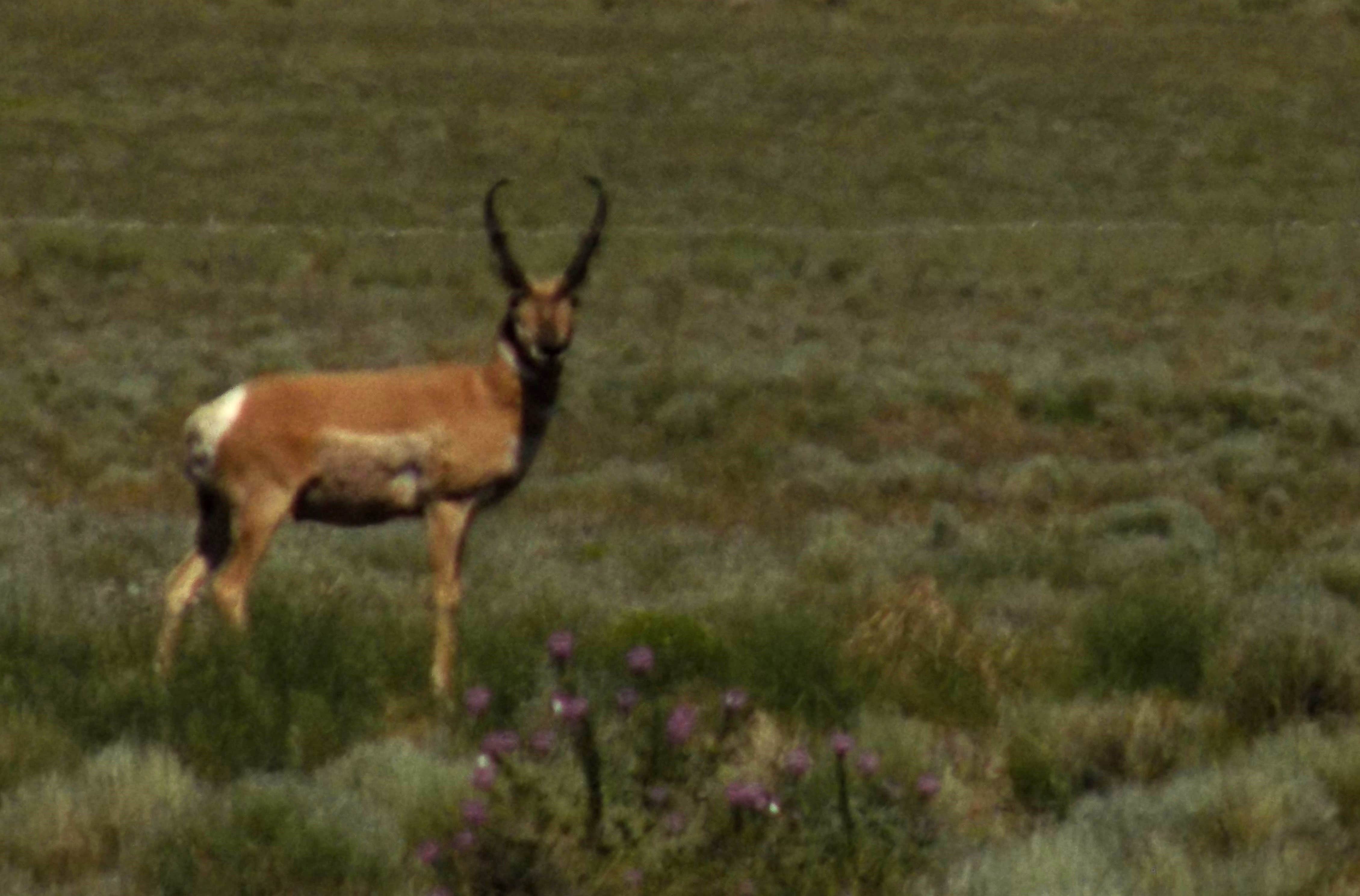 Camper submitted image from Crestone Needle Trail - 3