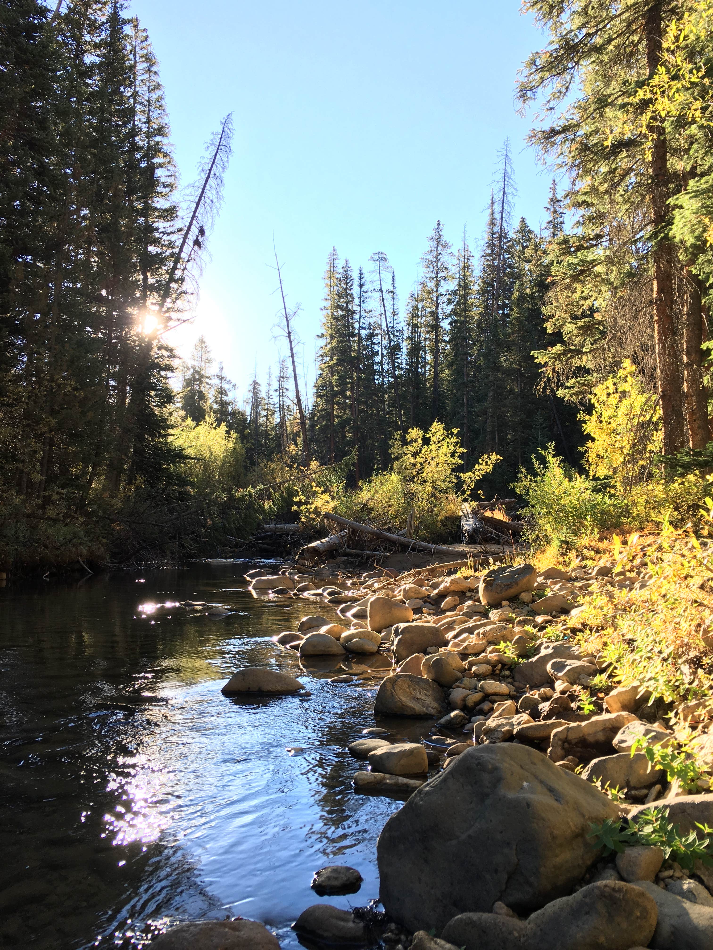 Camper submitted image from Lincoln Creek Dispersed Campground - 2