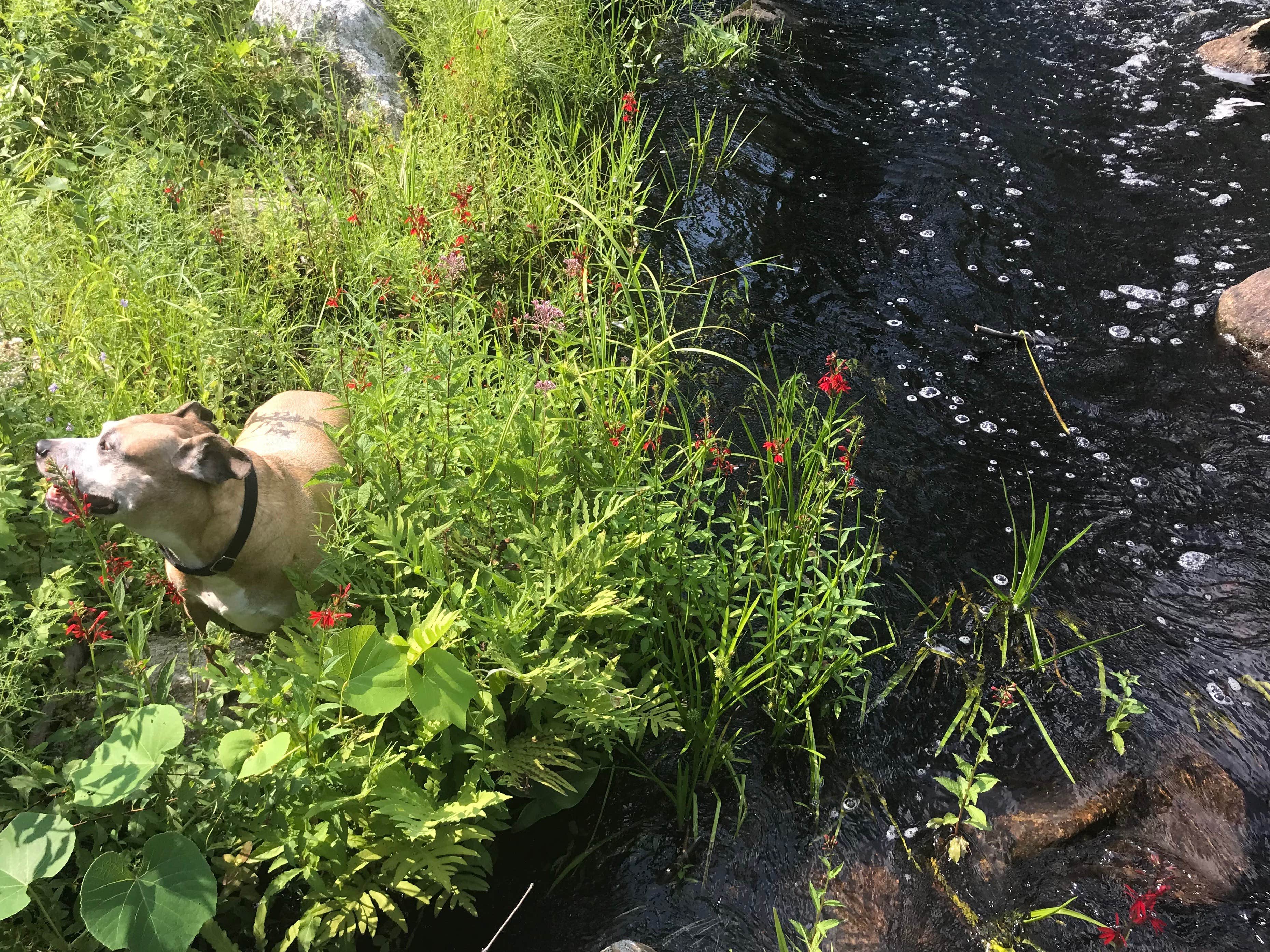 The Dyrt's photo of camping with pets at Hundred Acre Woods near Gloucester, MA