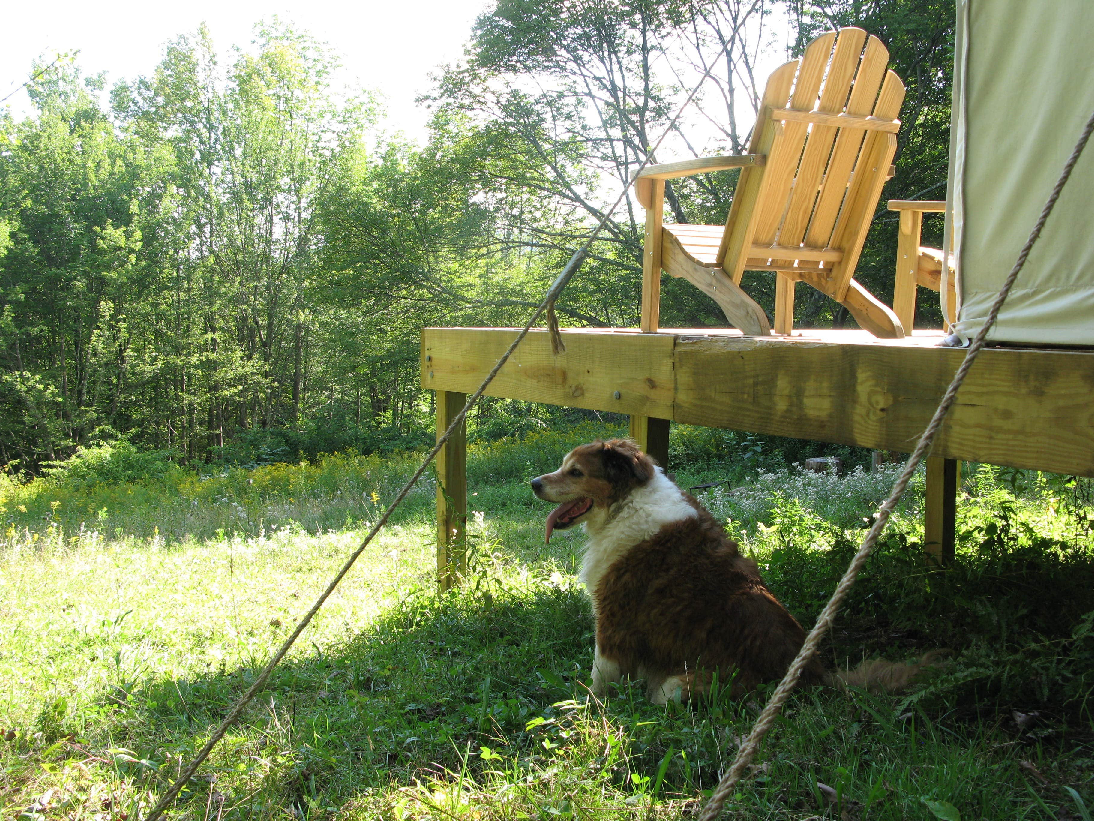 The Dyrt's photo of camping with pets at Bambi and Thumper's Hideaway near Roscoe, NY