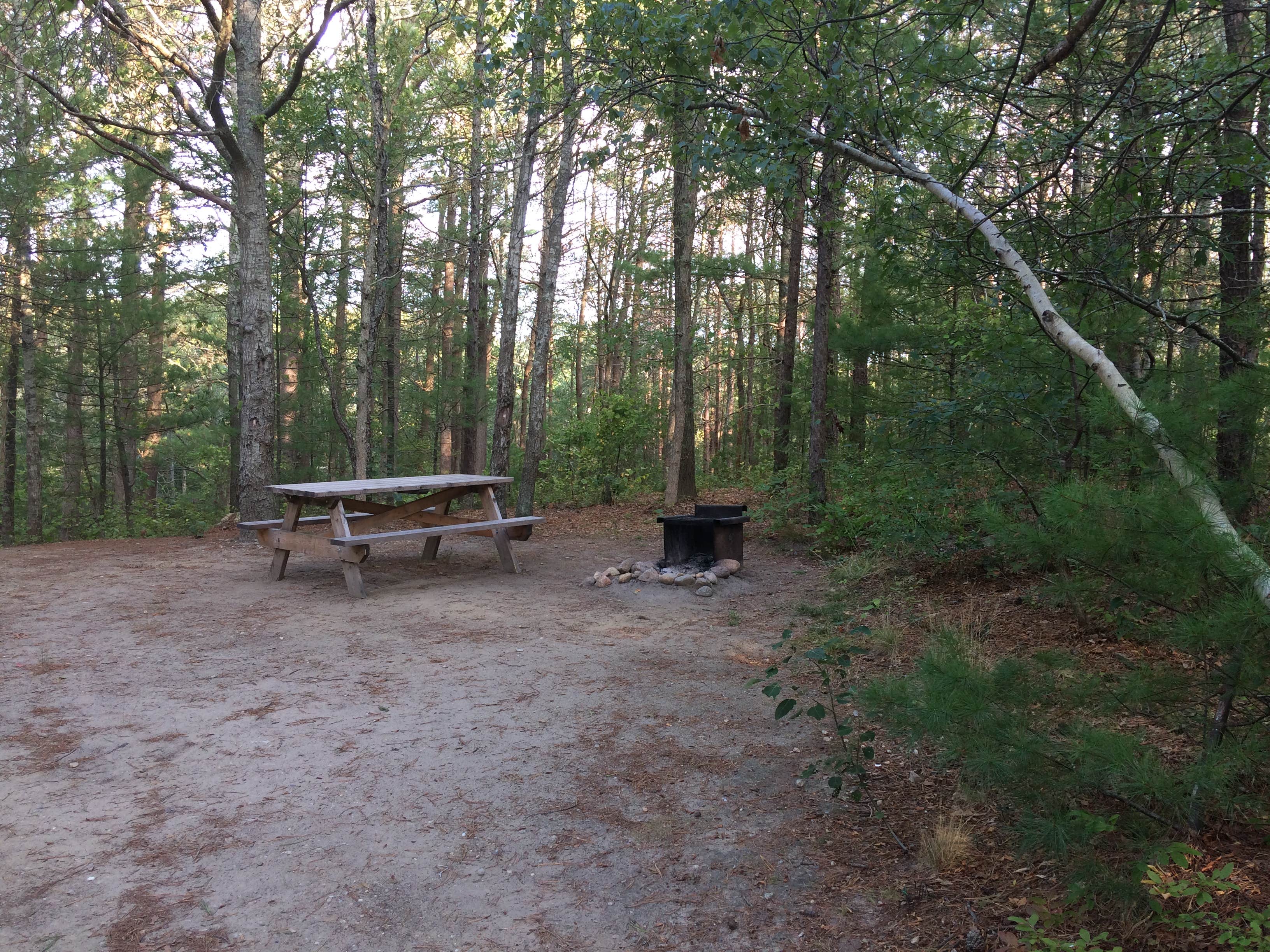 Camper submitted image from Shawme Crowell State Forest - 5