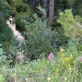 Review photo of East Elk Creek Dispersed Campsite by Steve S., August 5, 2024