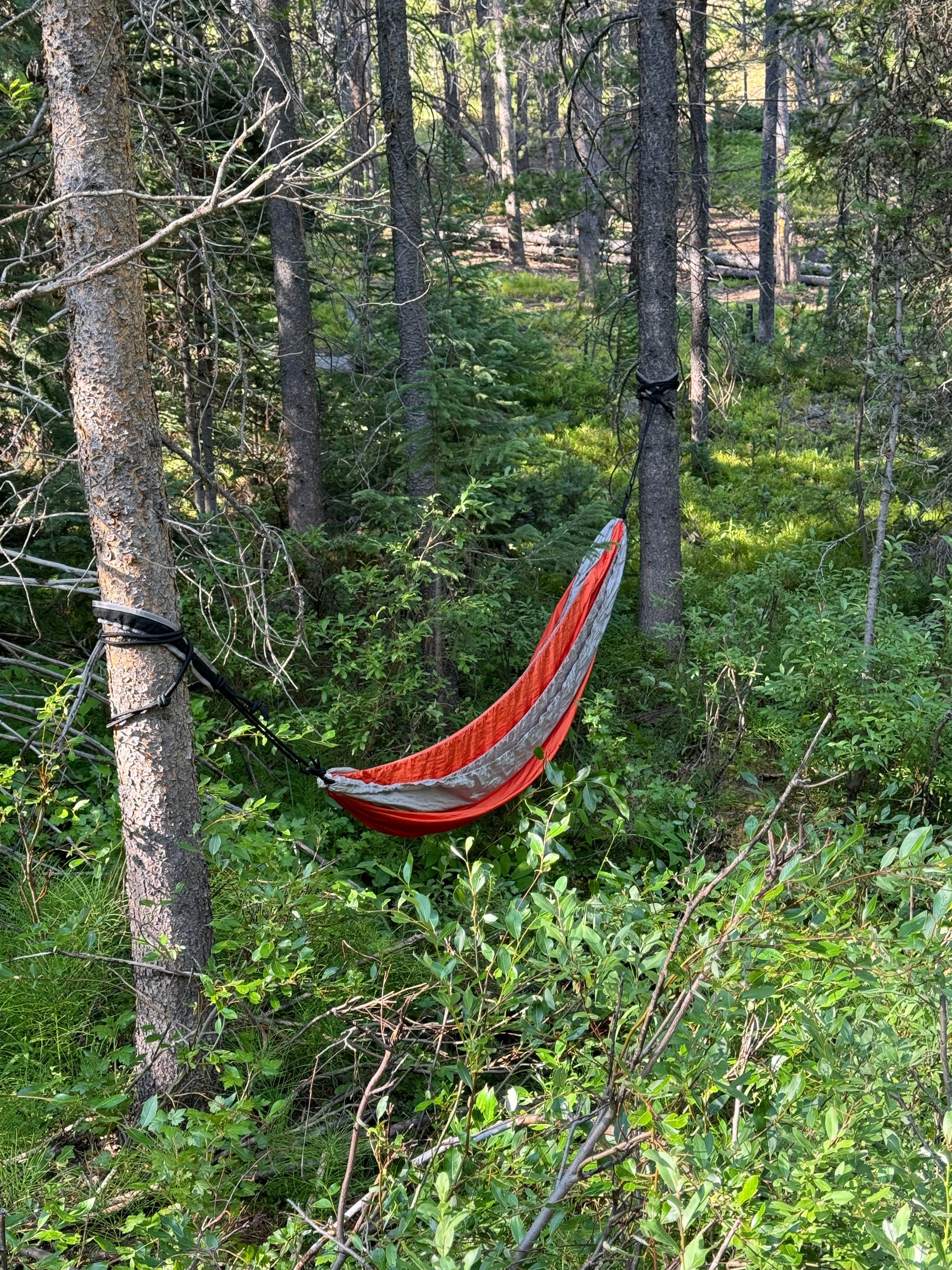 Camper submitted image from East Elk Creek Dispersed Campsite - 2