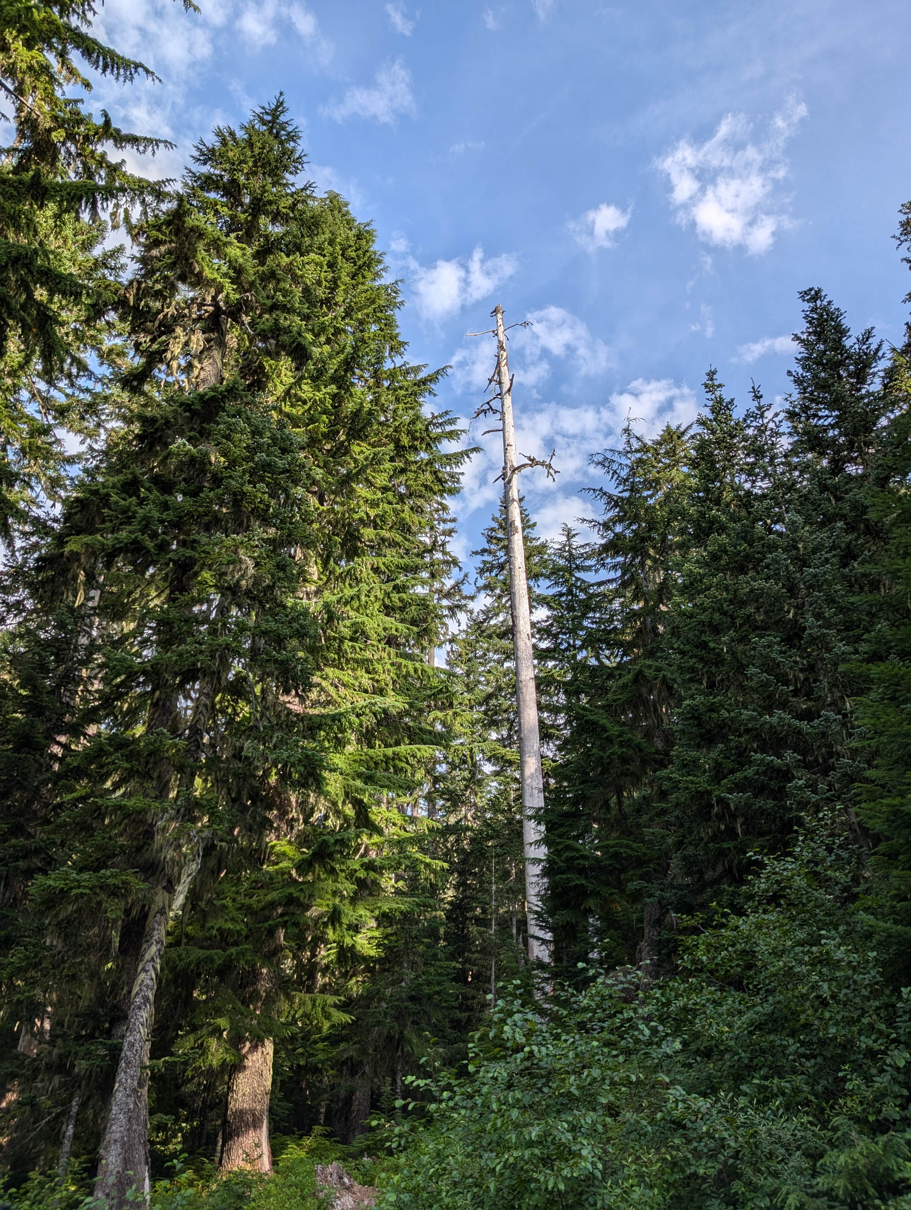 Camper-submitted photo at Dispersed Site - End of NF 4800-532 near Government Camp, OR