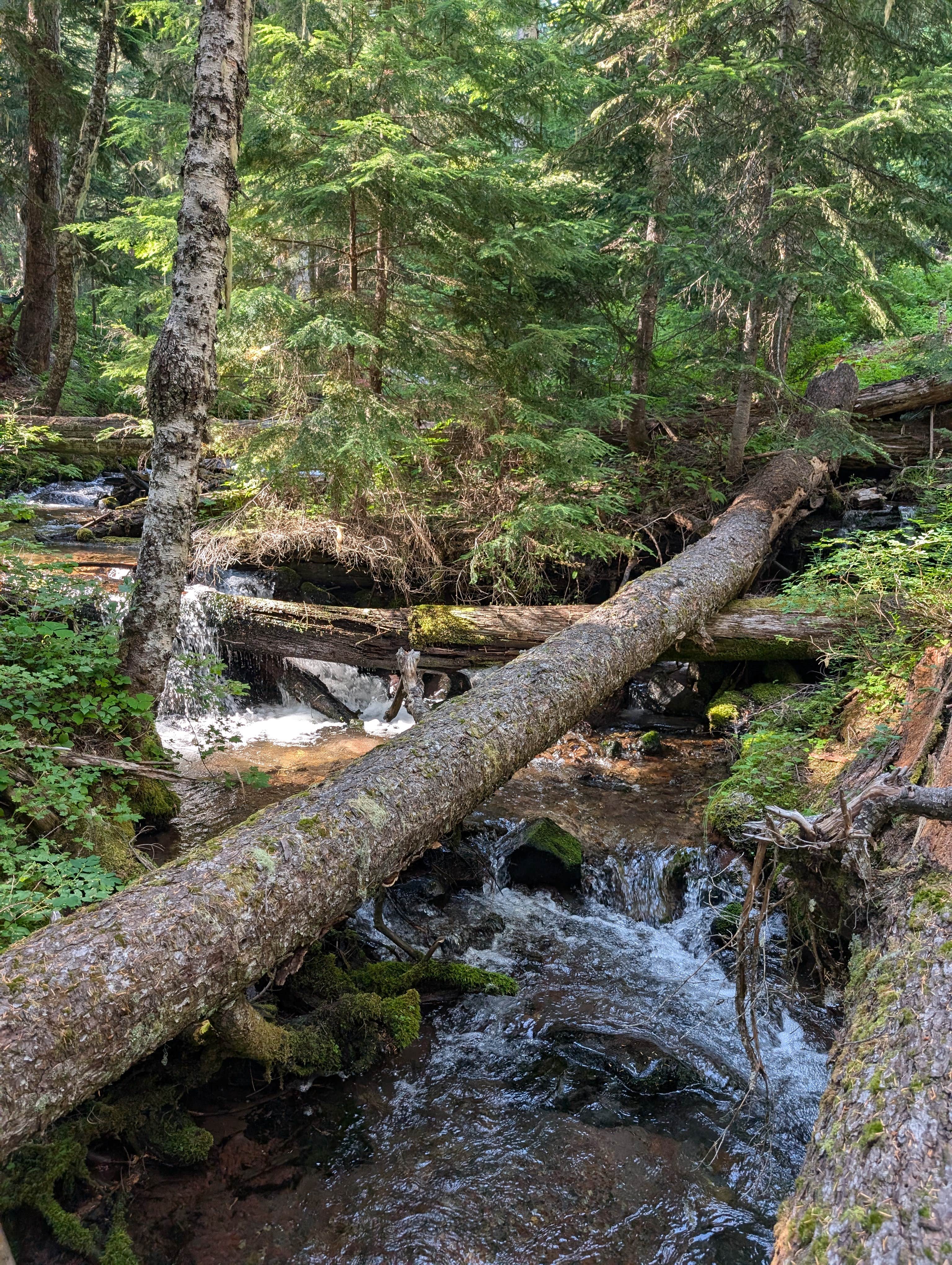 Camper-submitted photo at Dispersed Site - End of NF 4800-532 near Government Camp, OR