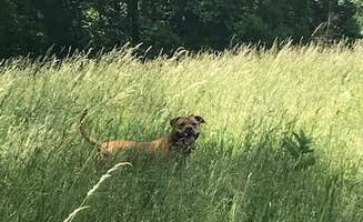 The Dyrt's photo of camping with pets at Parry’s Orchard Camp near Towanda, PA