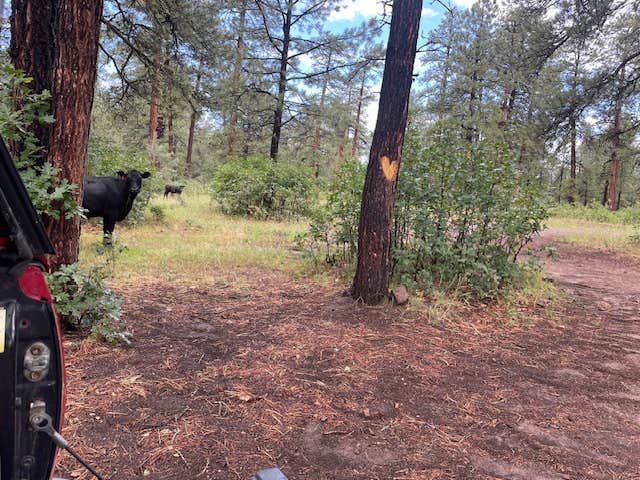 Camper-submitted photo at Turkey Springs near Pagosa Springs, CO