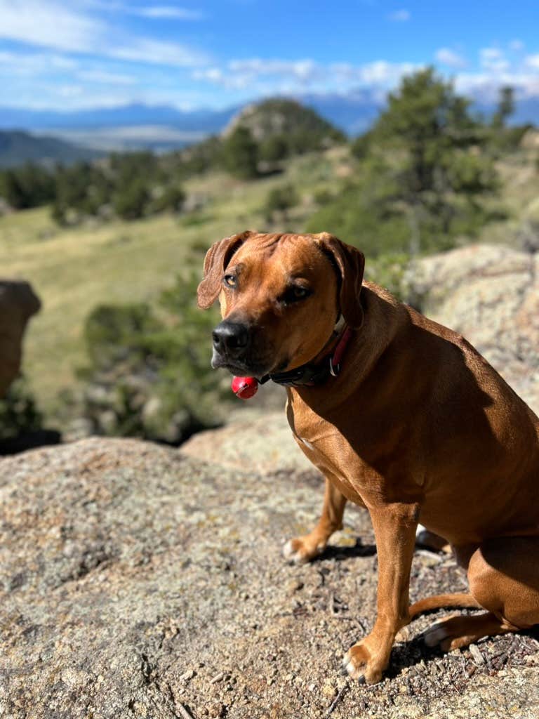 Brian C.'s photo of camping with pets at Buena Vista Overlook near Buena Vista, CO