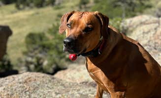 Brian C.'s photo of camping with pets at Buena Vista Overlook near Buena Vista, CO