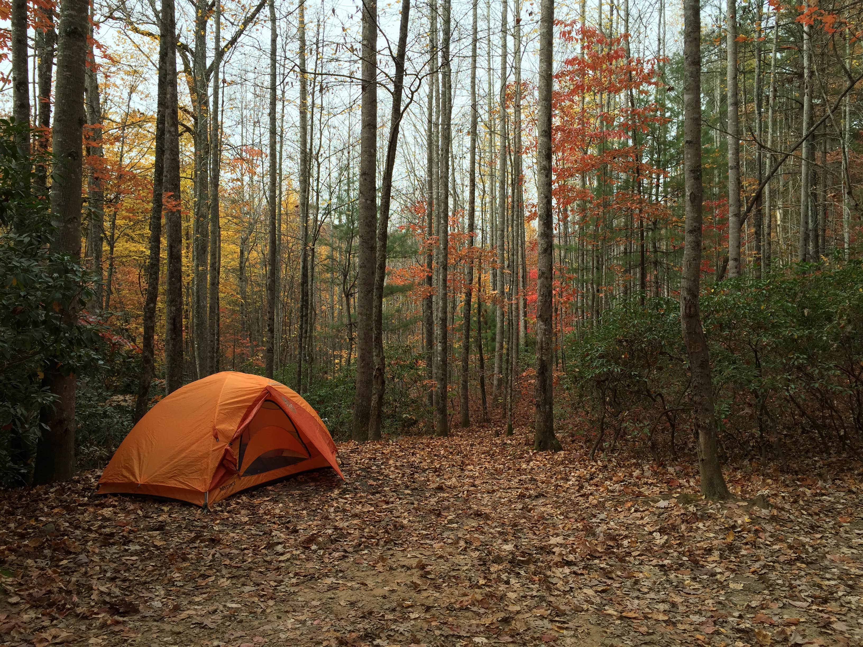 Michael F.'s photo at Mount Pisgah Campground near Candler, NC