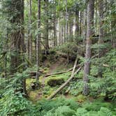 Review photo of Heart O' the Hills Campground — Olympic National Park by Mike , August 15, 2024