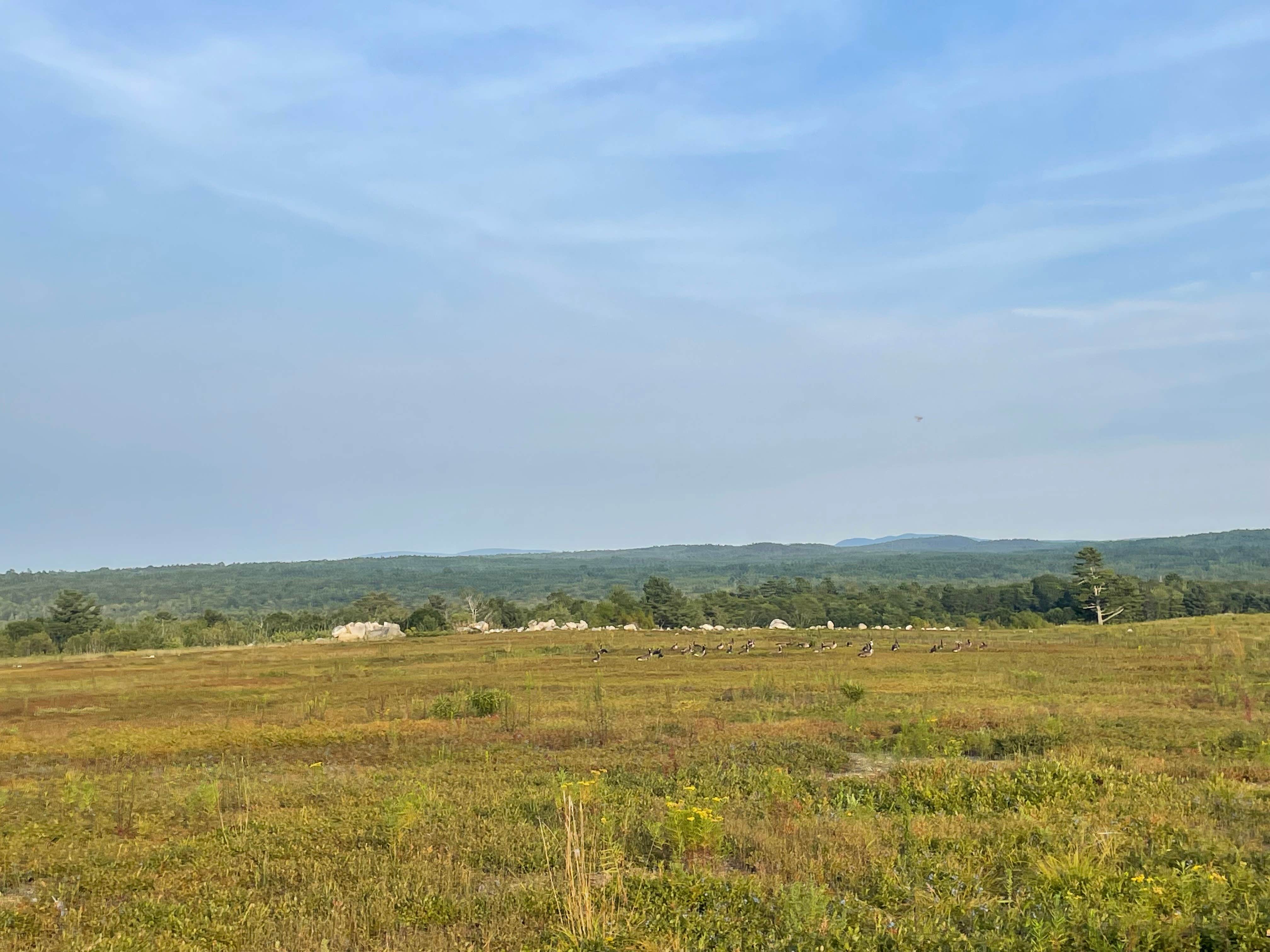 Camper submitted image from Maine Wild Blueberry Bliss - 2