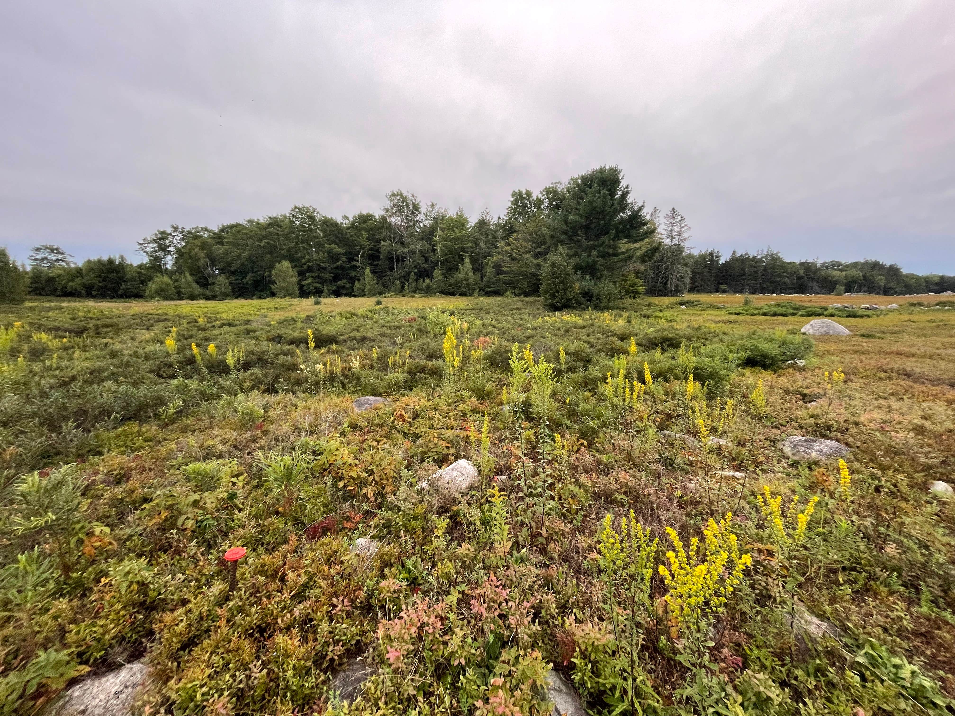 Camper-submitted photo at Maine Wild Blueberry Bliss near Alna, ME