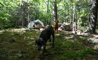 The Dyrt's photo of camping with pets at The Lost Boys Hideout Rock'n Summer near Manchester, NH