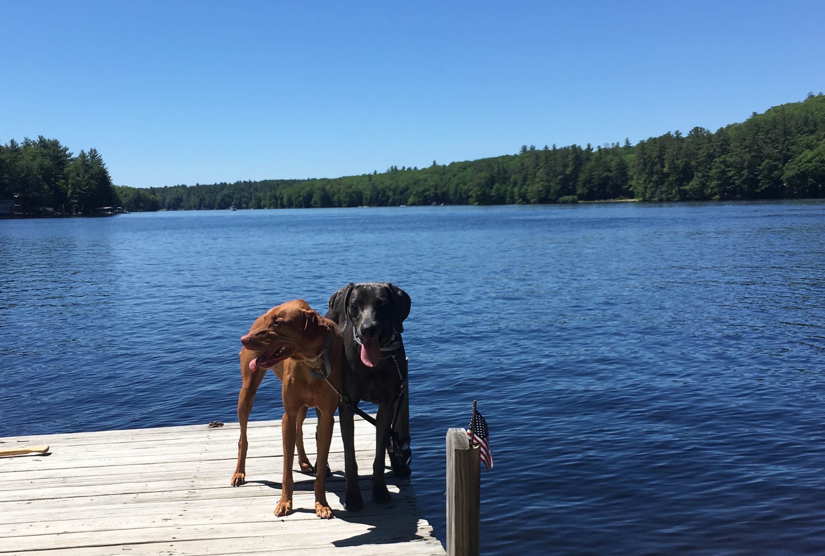 The Dyrt's photo of camping with pets at The Lost Boys Hideout Rock'n Summer near Edward MacDowell Lake