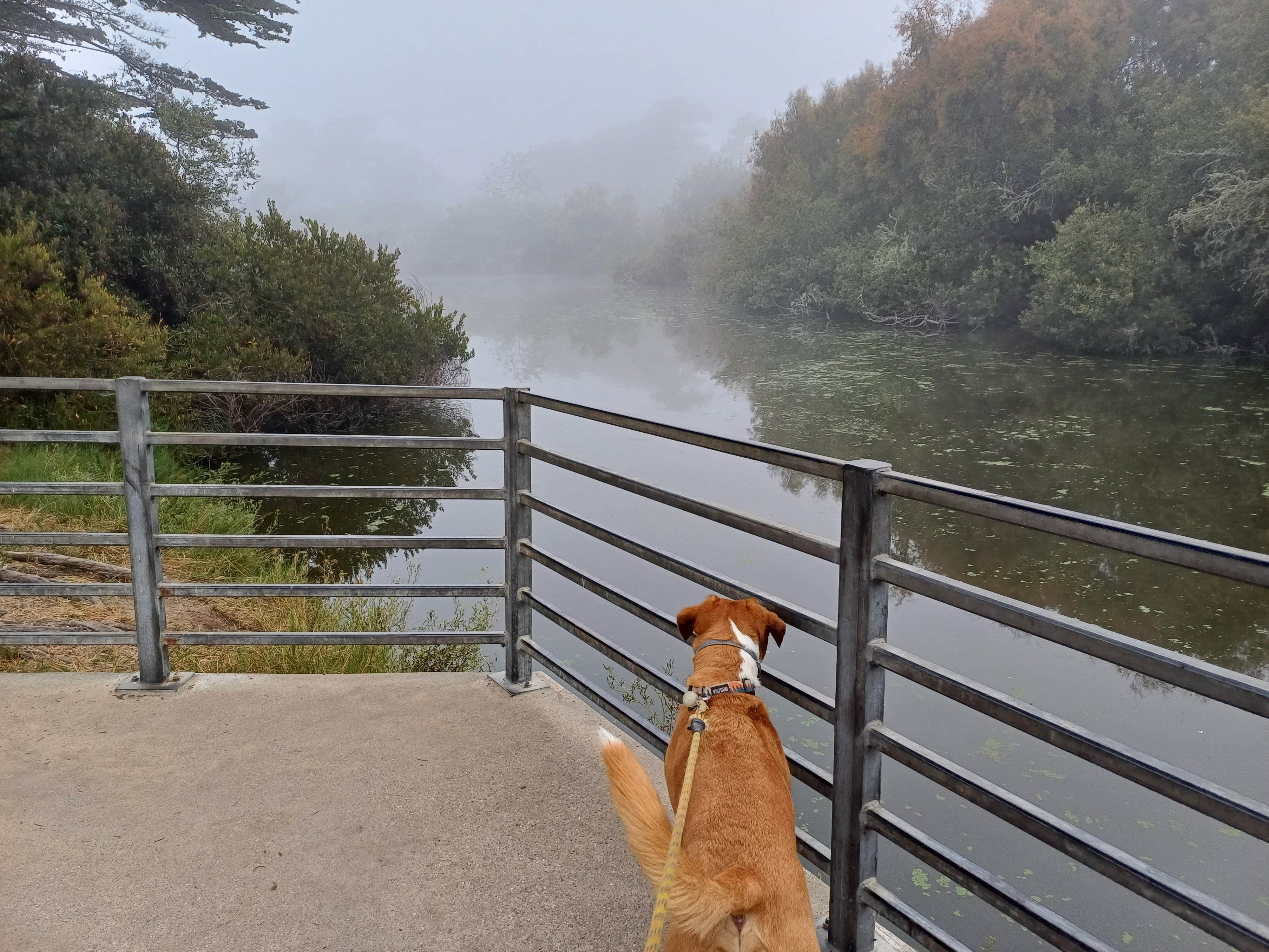 Laura M.'s photo of camping with pets at Oceano Campground — Pismo State Beach near Santa Maria, CA