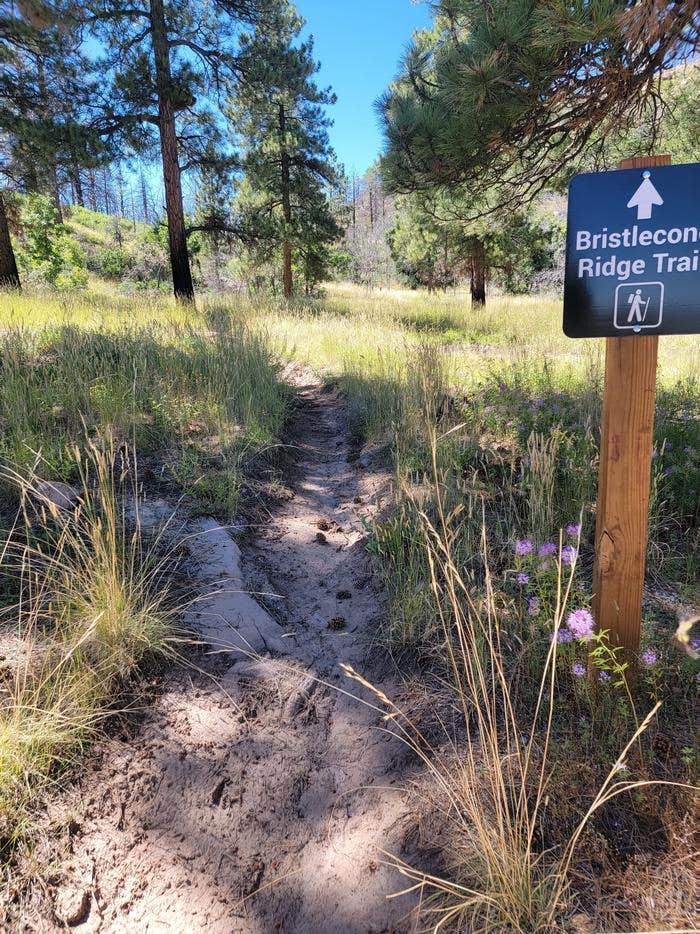 Camper submitted image from Price Canyon Recreation Area - 3