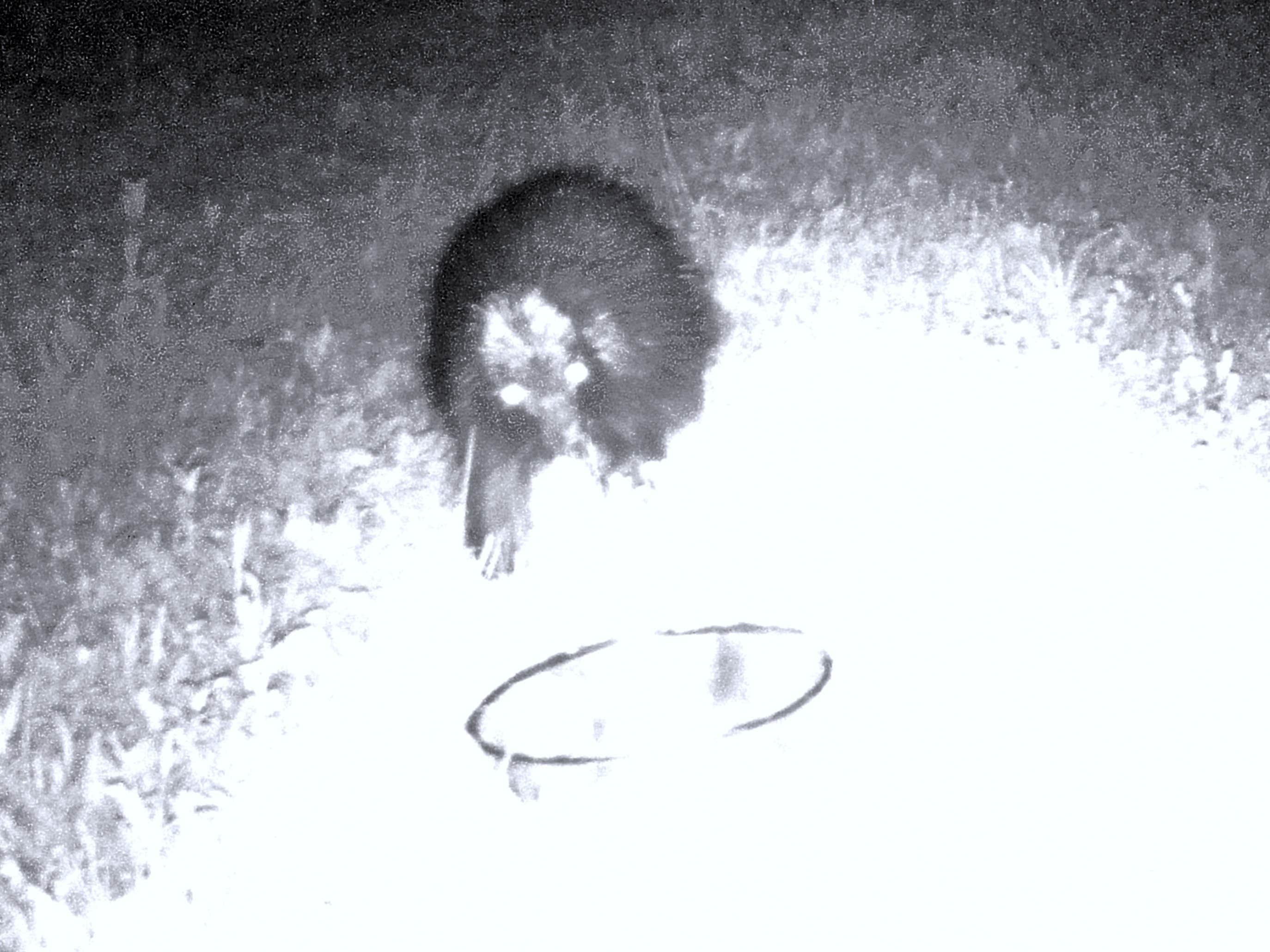 The Dyrt's photo of camping with pets at Downeast Camping at The Dome near Machias, ME