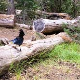 Review photo of Mazama Village Campground — Crater Lake National Park by Denise G., August 23, 2024