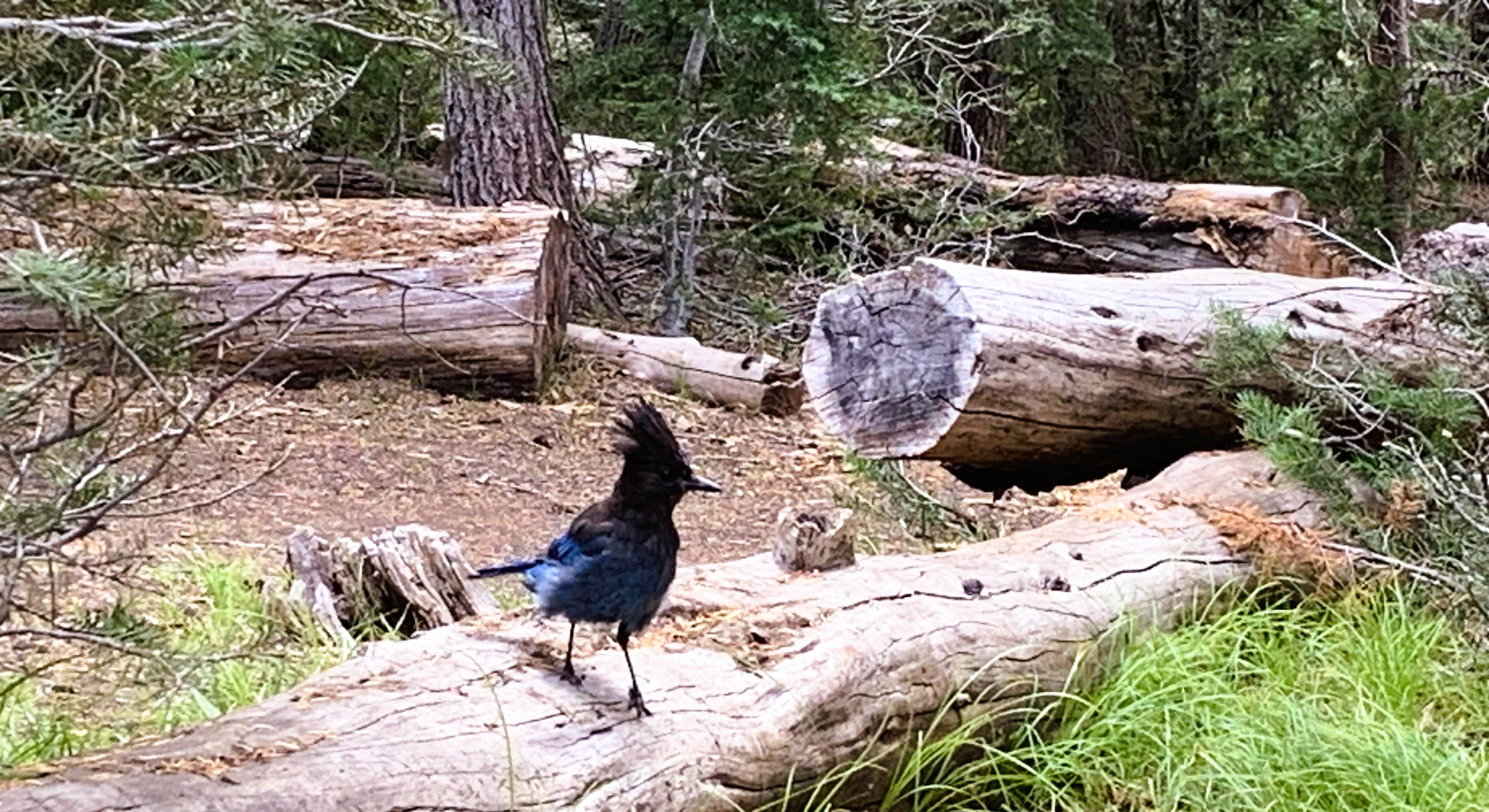 Unique bird at Mazama Village Campground Crater Lake National Park