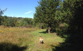 The Dyrt's photo of camping with pets at Clove Mountain Meadow near Pleasant Valley, NY