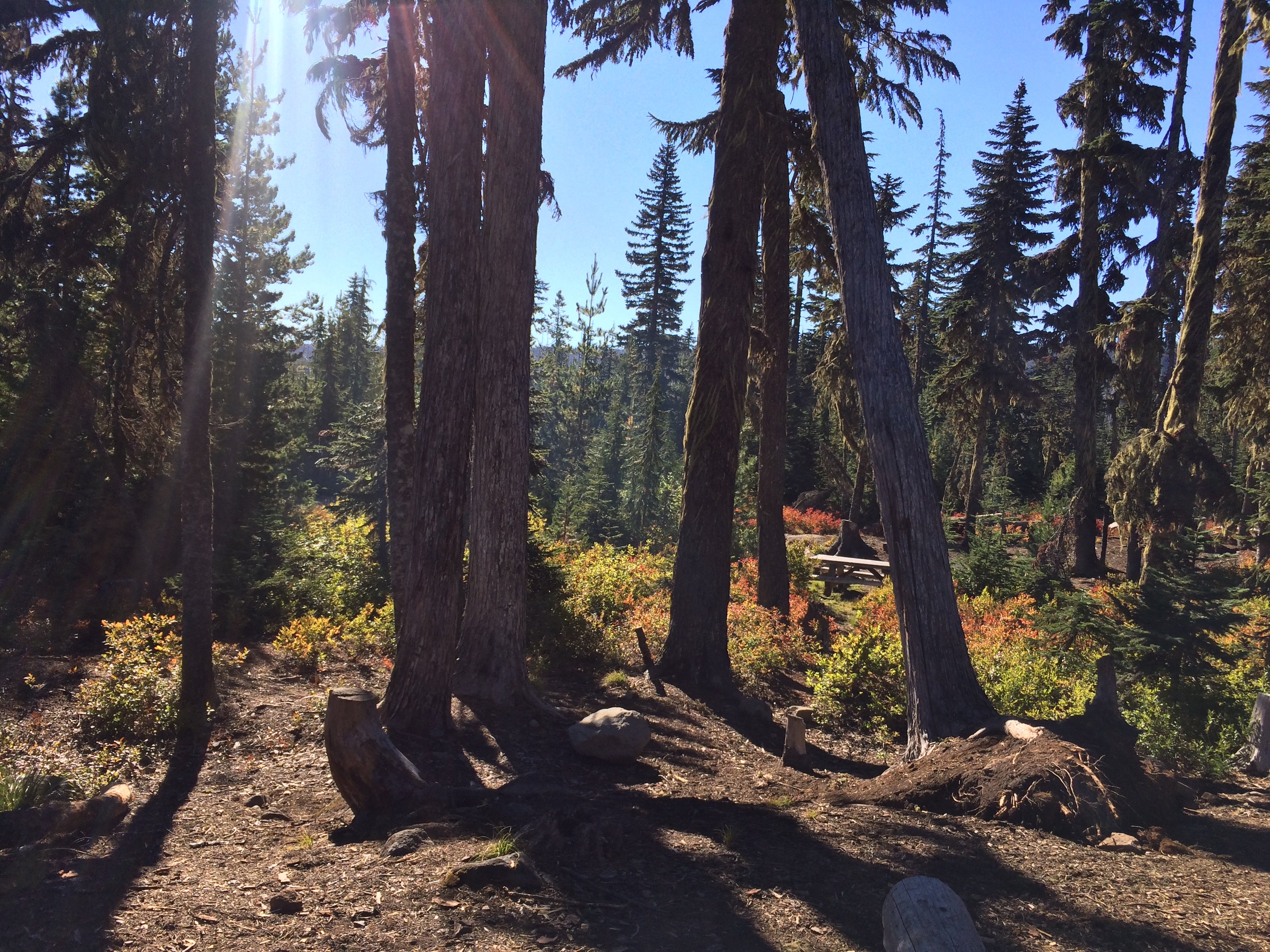 Camper submitted image from Peninsula (Olallie) Campground - 1