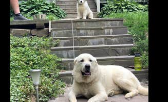The Dyrt's photo of camping with pets at Little Sit Farm Cosmic Glamping Site near Verbank, NY