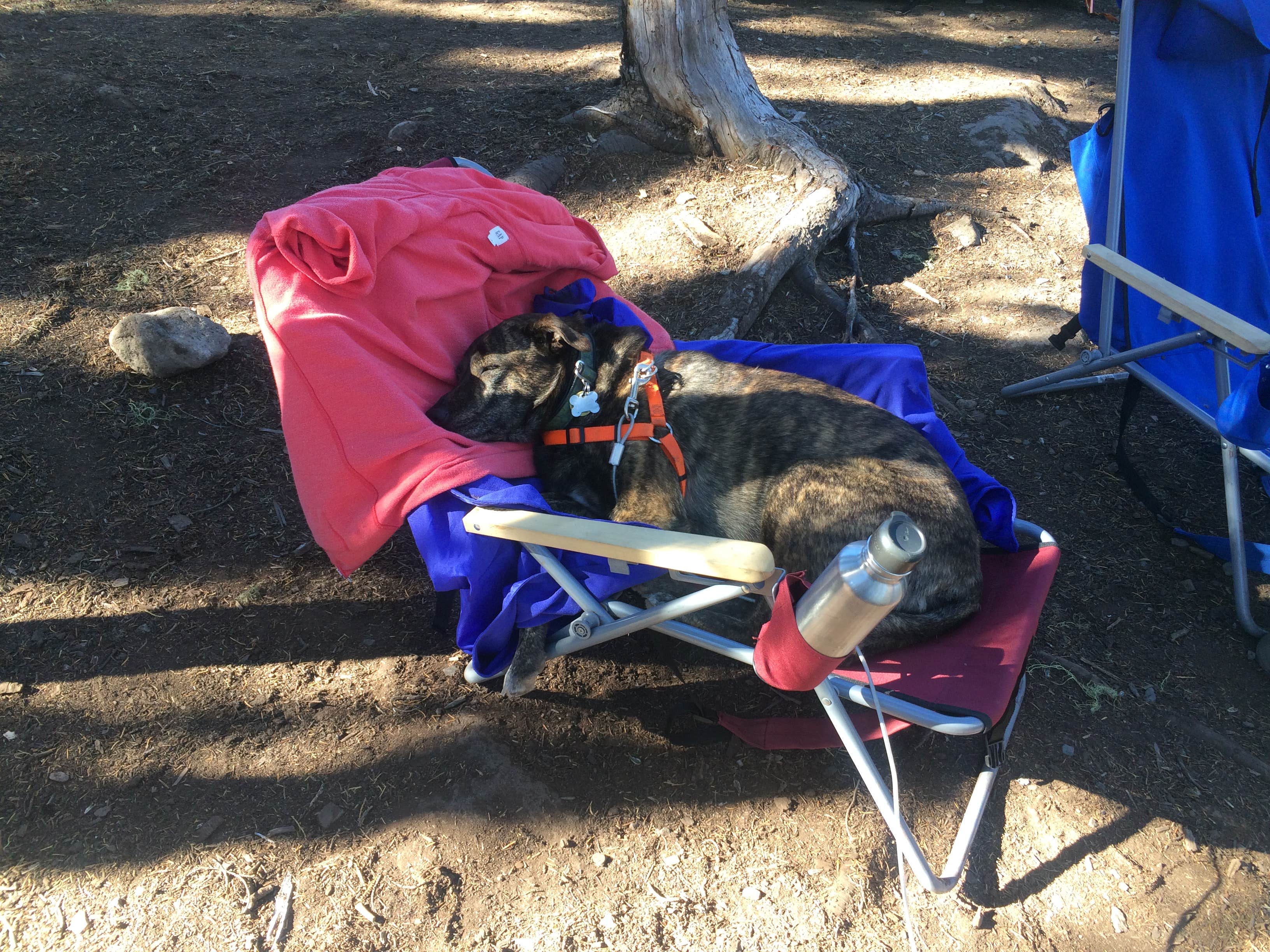 Sarah S.'s photo of camping with pets at Peninsula (Olallie) Campground near Idanha, OR