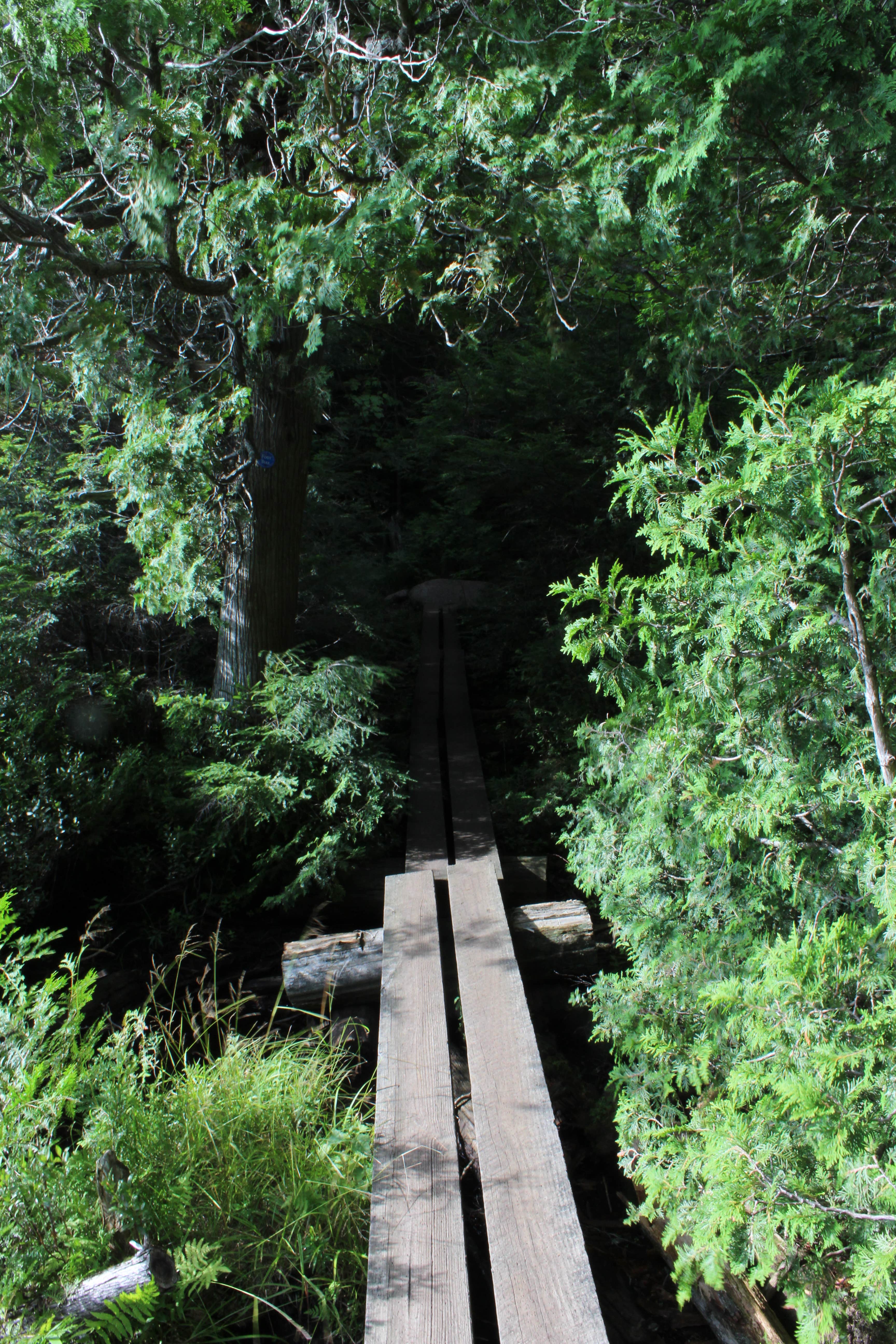 Camper submitted image from Copperas Pond - 2