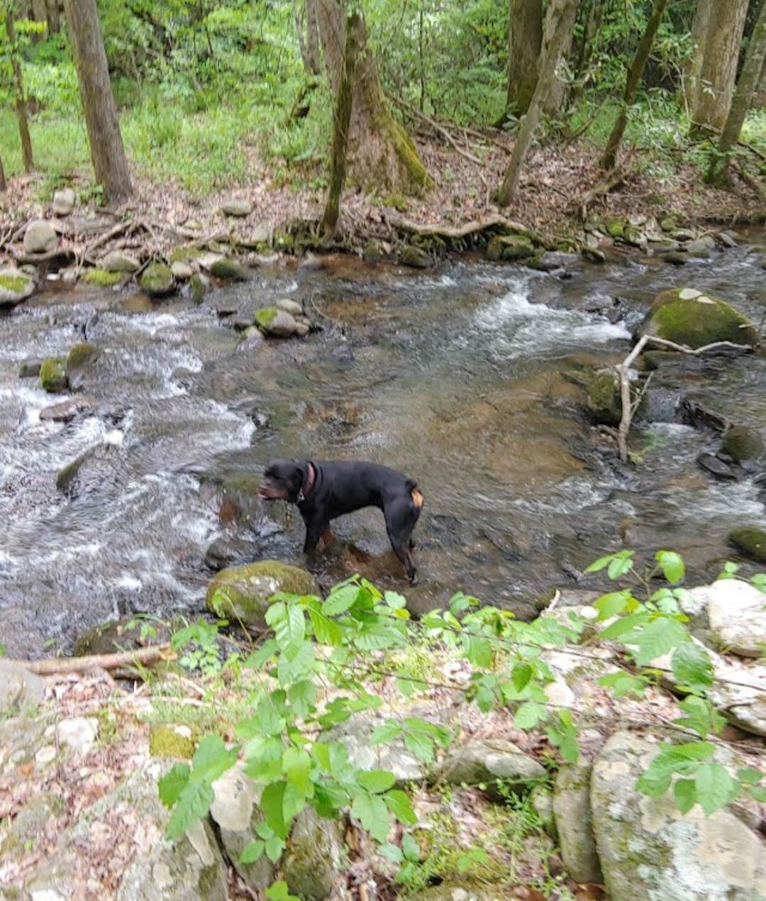 Camper submitted image from Smokey Mountain Hidden Stills RV Campground - 2