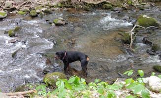 Rita Kay's photo of camping with pets at Smokey Mountain Hidden Stills RV Campground near Cosby, TN