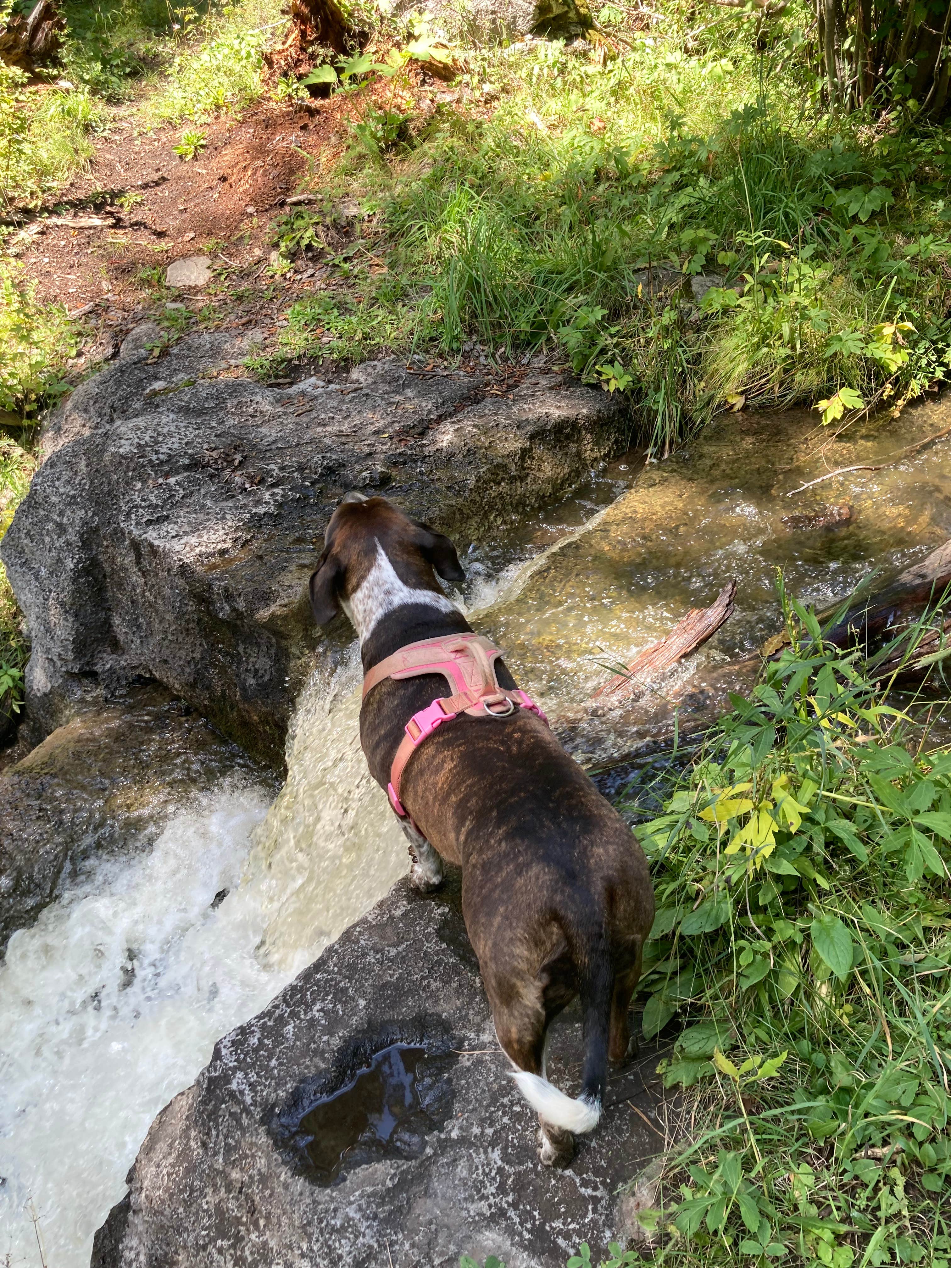 Valeri P.'s photo of camping with pets at Holy Ghost Campground near Pinos Altos, NM