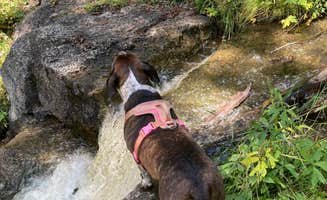 Valeri P.'s photo of camping with pets at Holy Ghost Campground near Tererro, NM
