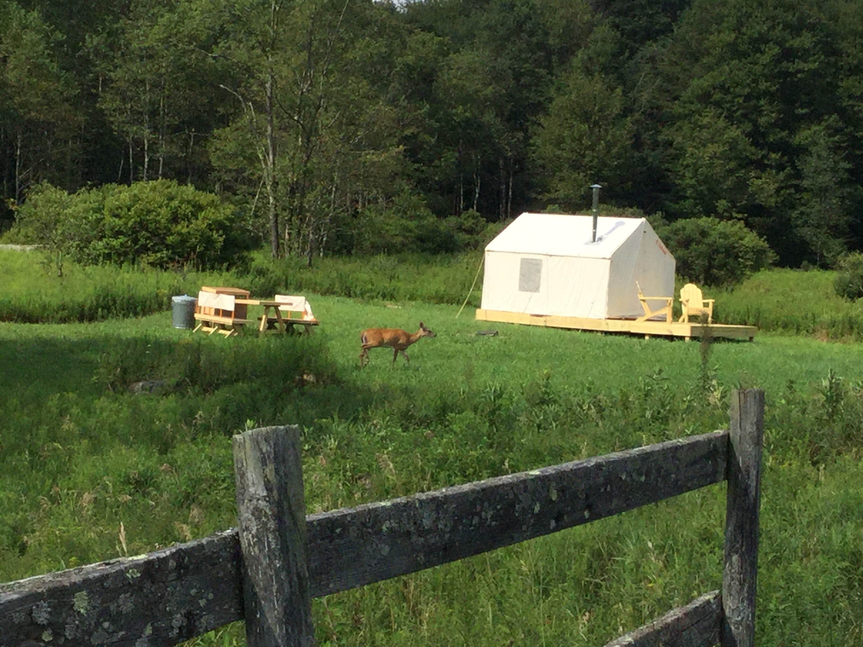 The Dyrt's photo of camping with pets at El Dorado Camp near Roscoe, NY