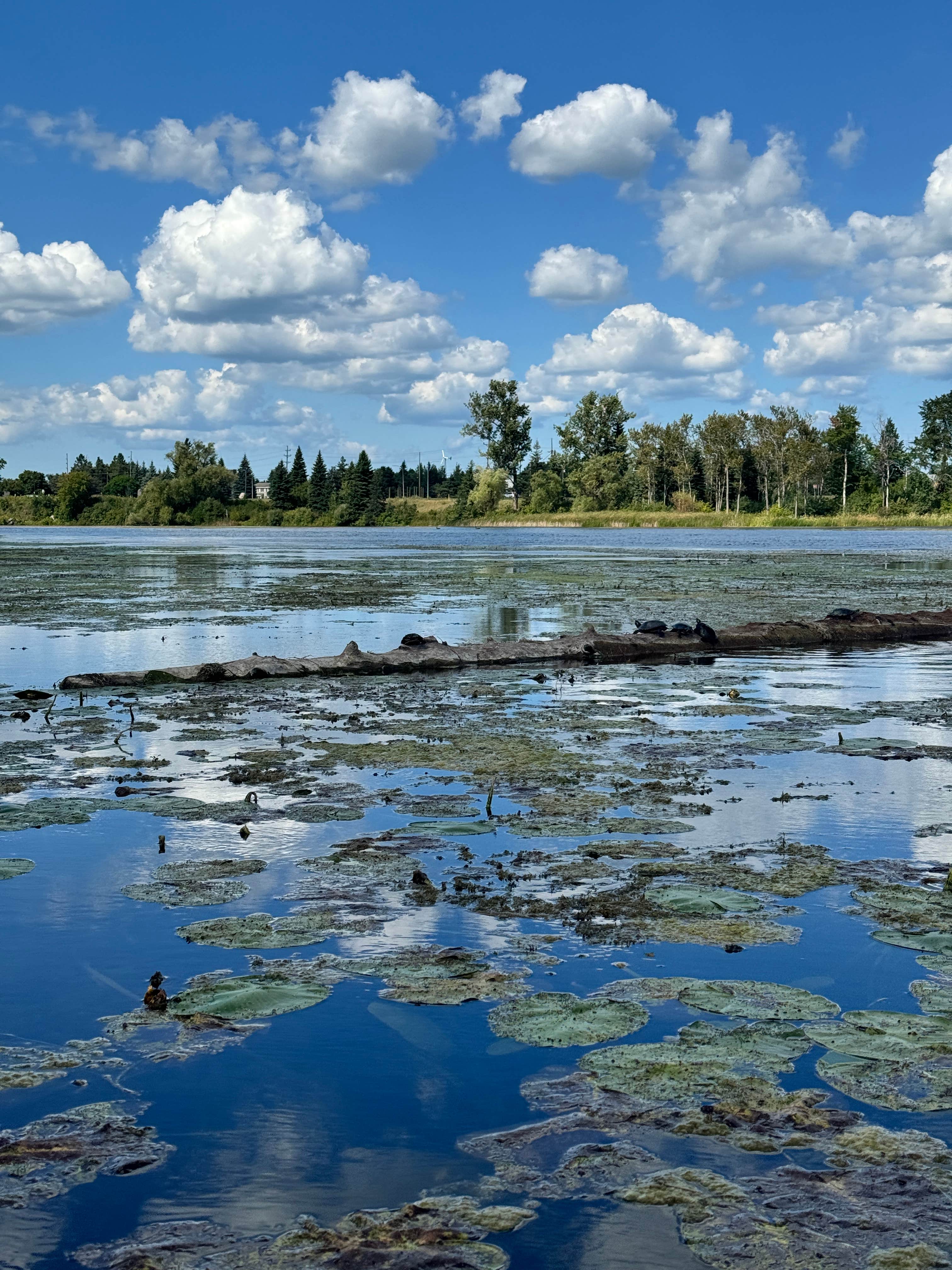 Camper-submitted photo at Alpena County Fairground near Rogers City, MI