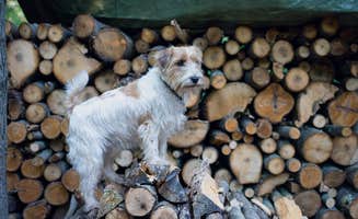 The Dyrt's photo of camping with pets at R Shady Creek Camp near Narrowsburg, NY
