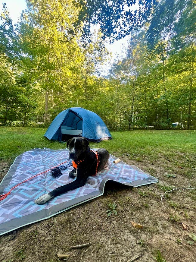 Anna S.'s photo of camping with pets at Scioto Trail State Park Campground near Paint Creek Lake