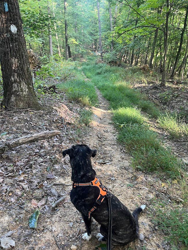 Anna S.'s photo of camping with pets at Scioto Trail State Park Campground near Mount Sterling, OH