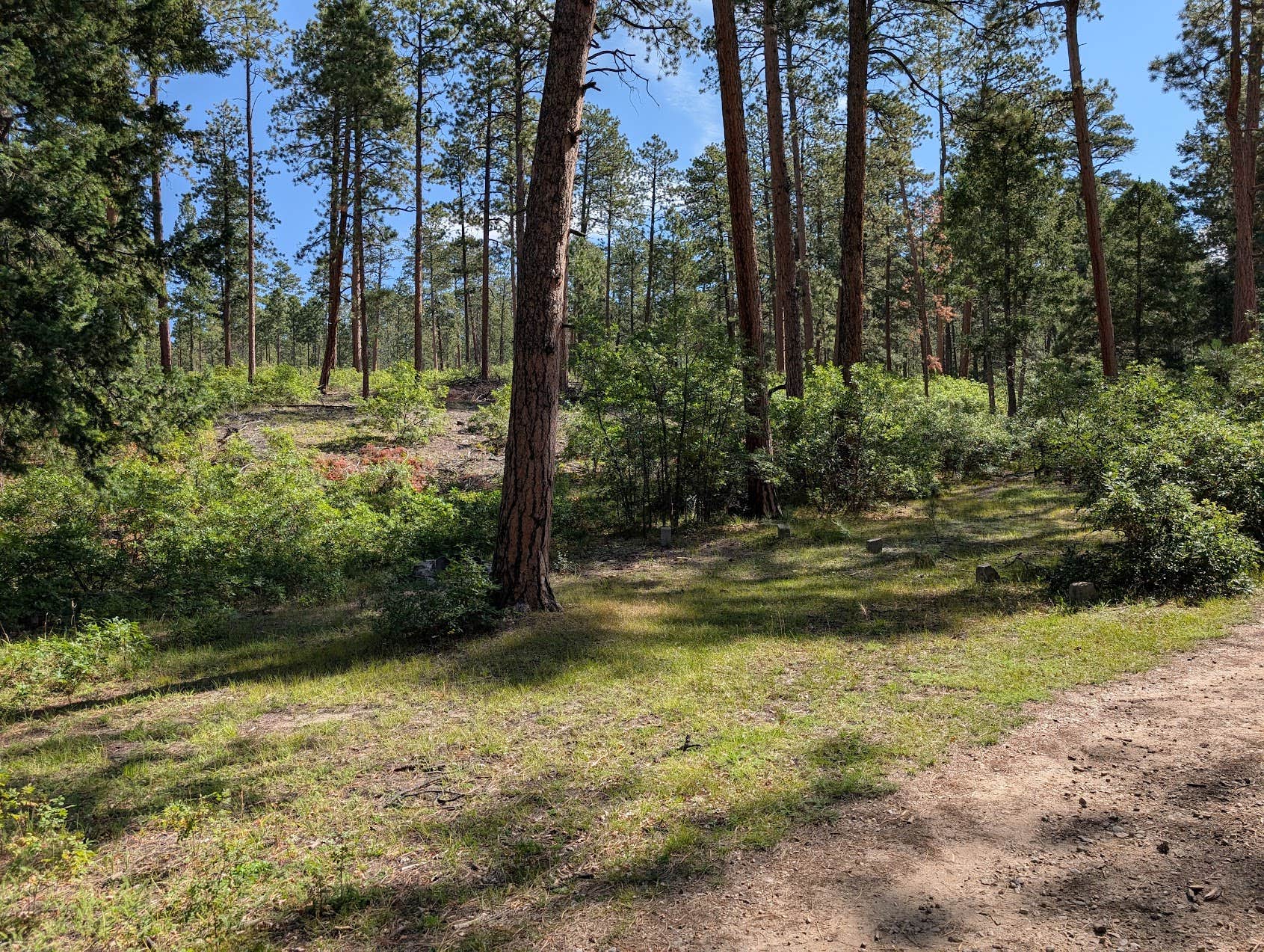 Camper-submitted photo at Borrego Mesa Campground near Arroyo Seco, NM