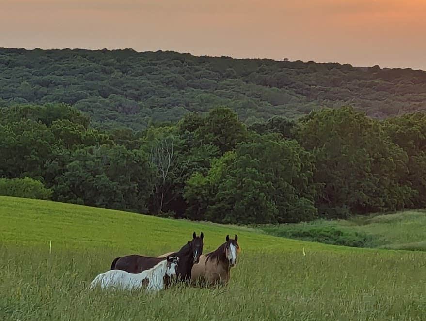 Camper-submitted photo at Schmidt Farm by Forestville near Spring Valley, MN