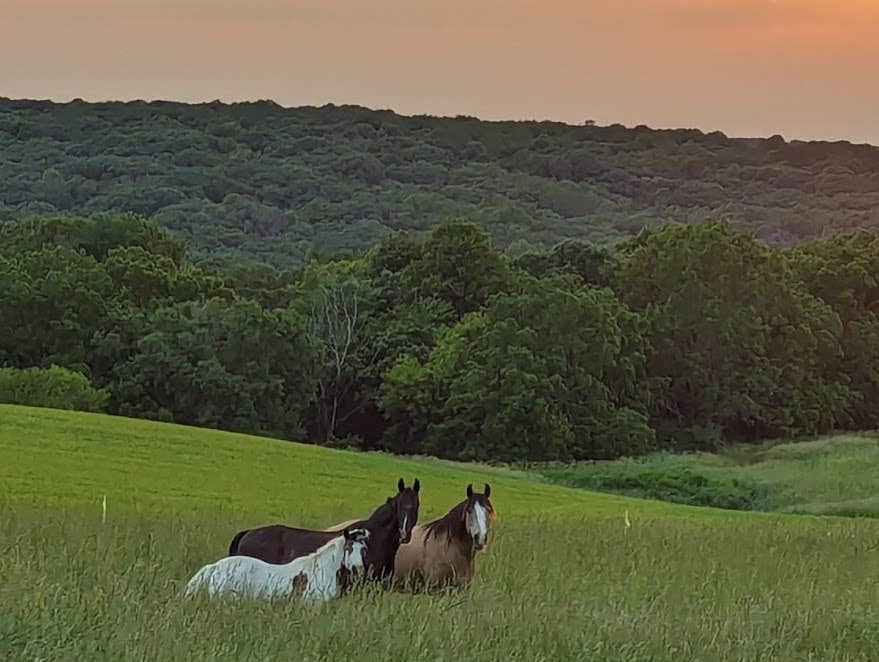 Camper submitted image from Schmidt Farm by Forestville - 2