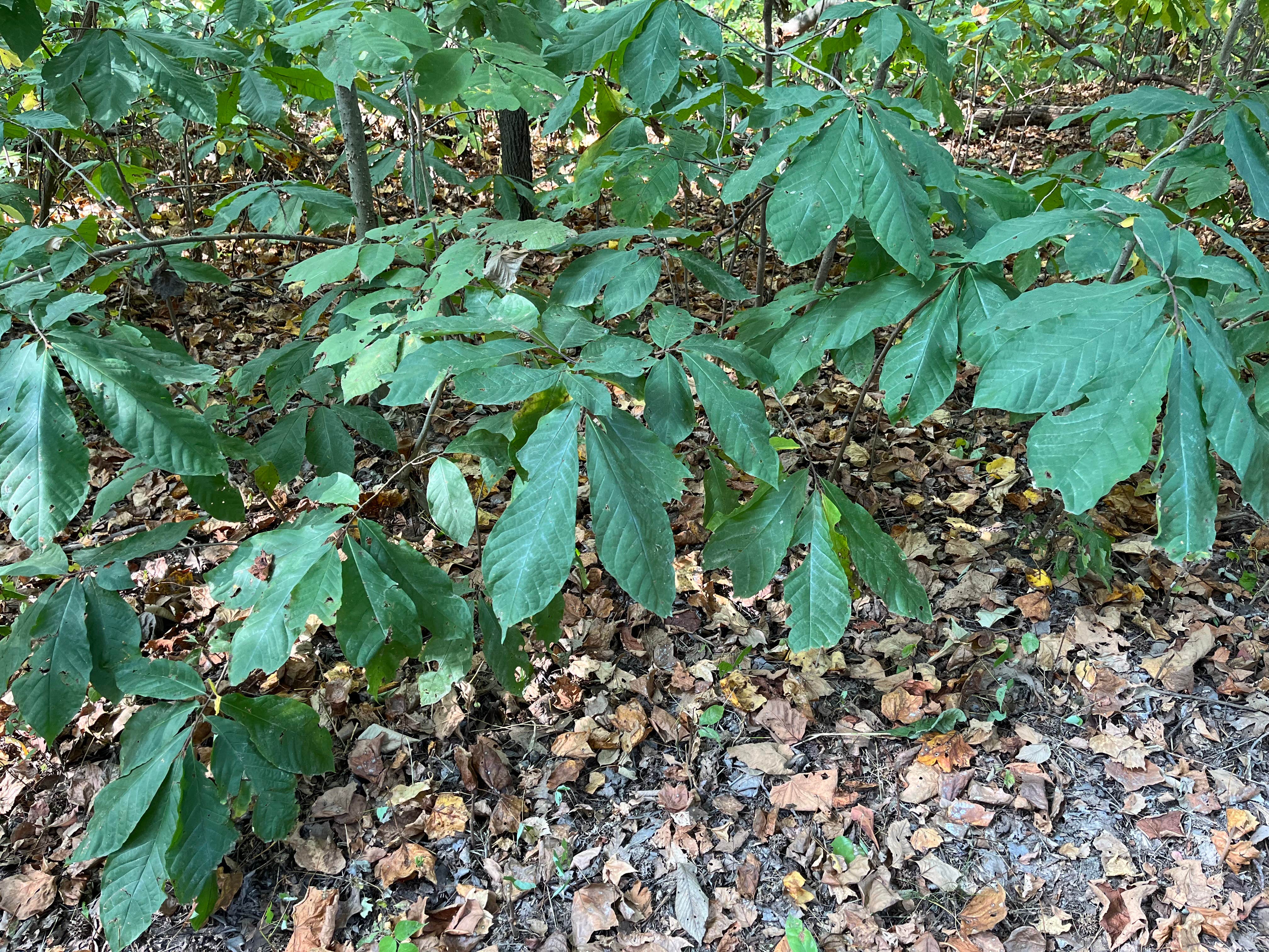 Camper-submitted photo at General Watkins Conservation Area near Dexter, MO