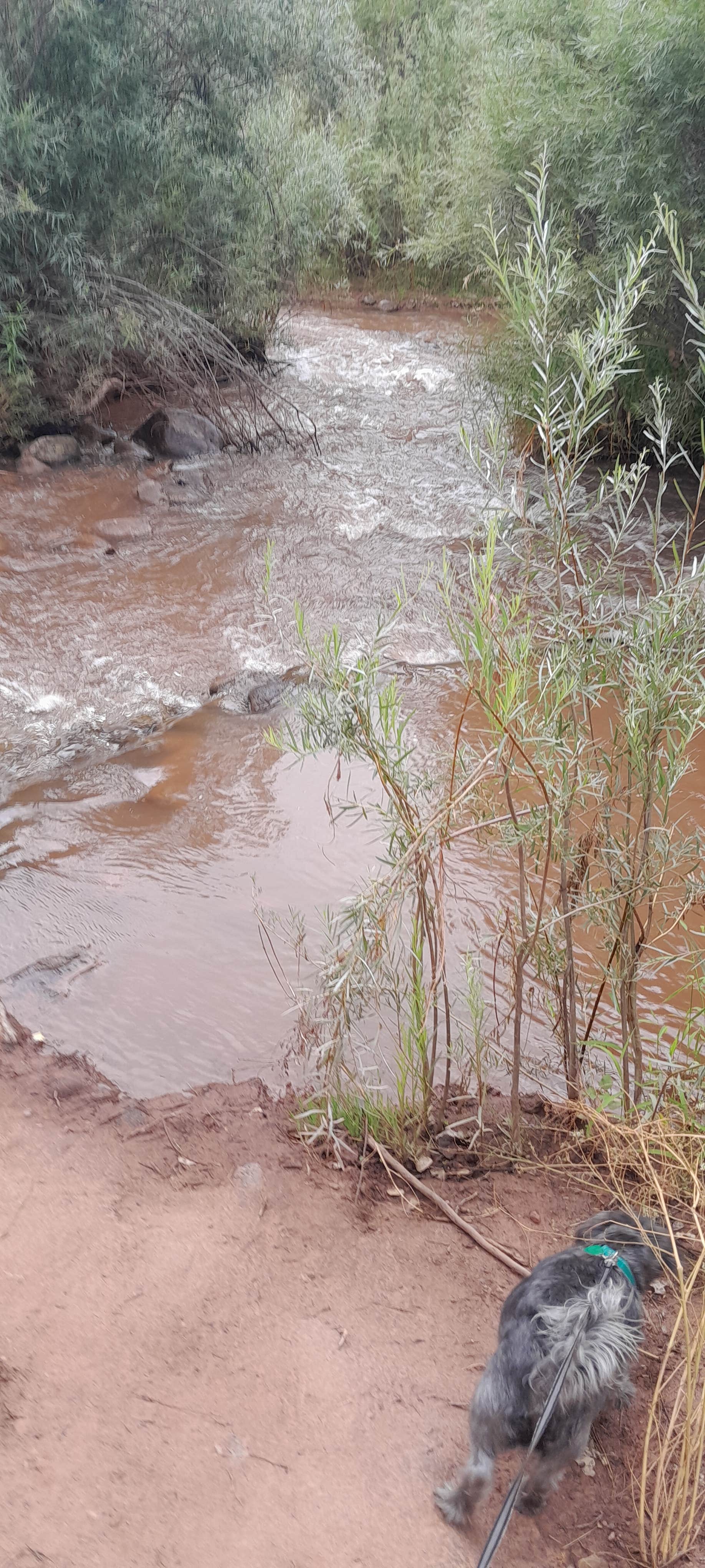 AC L.'s photo of camping with pets at Vista Linda Campground — Santa Fe National Forest near Albuquerque, NM