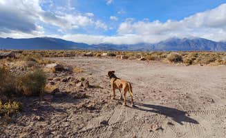 Laura M.'s photo of camping with pets at Volcanic Tableland BLM Dispersed Camping near Bishop, CA